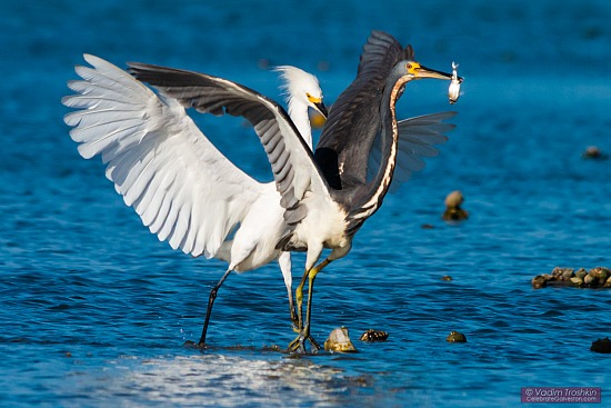 Galveston Birds 
