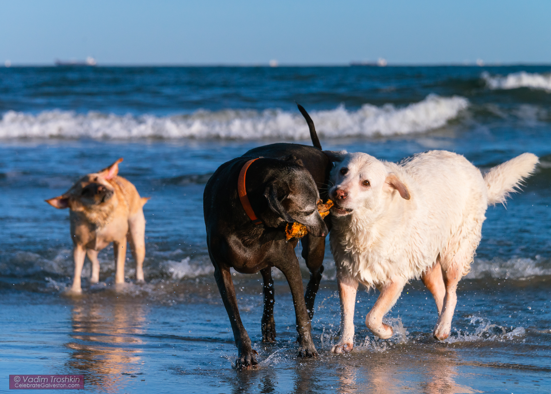 October 11, 2018. Dogs at the beach. Blog