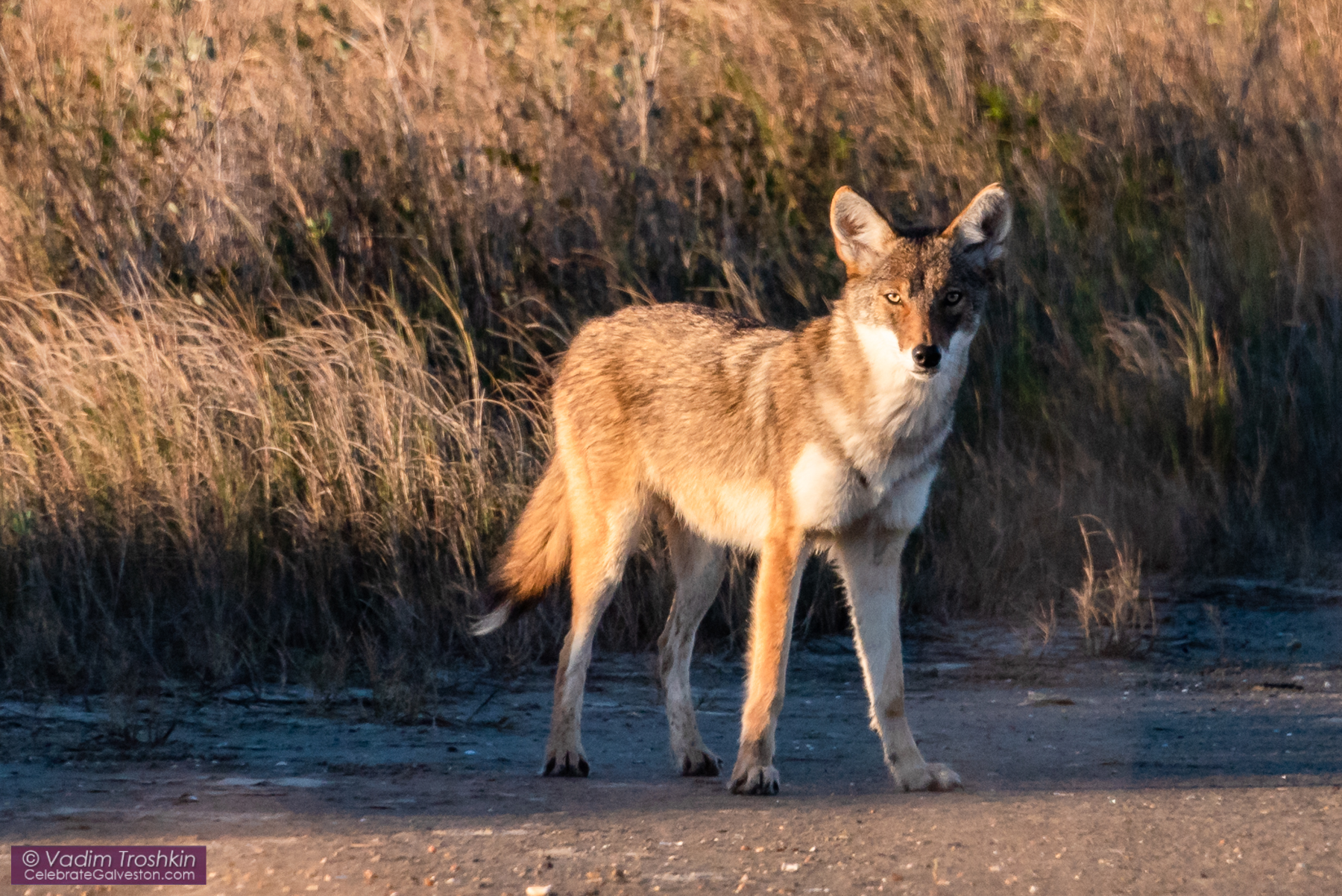 Galveston "coyote" with Red wolf DNA - Blog - celebrategalveston.com