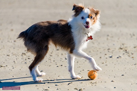 January 15, 2021. Dog on the beach.