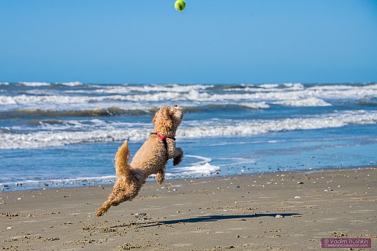 April 25, 2021. Dog on the beach.