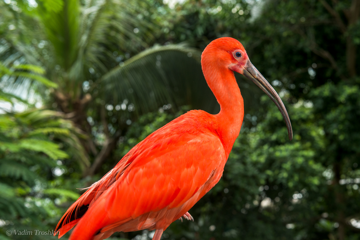 At Moody Gardens. | _DSC3158.jpg