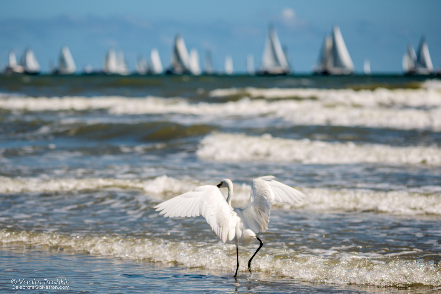 Oct. 9, 2014. Regatta 