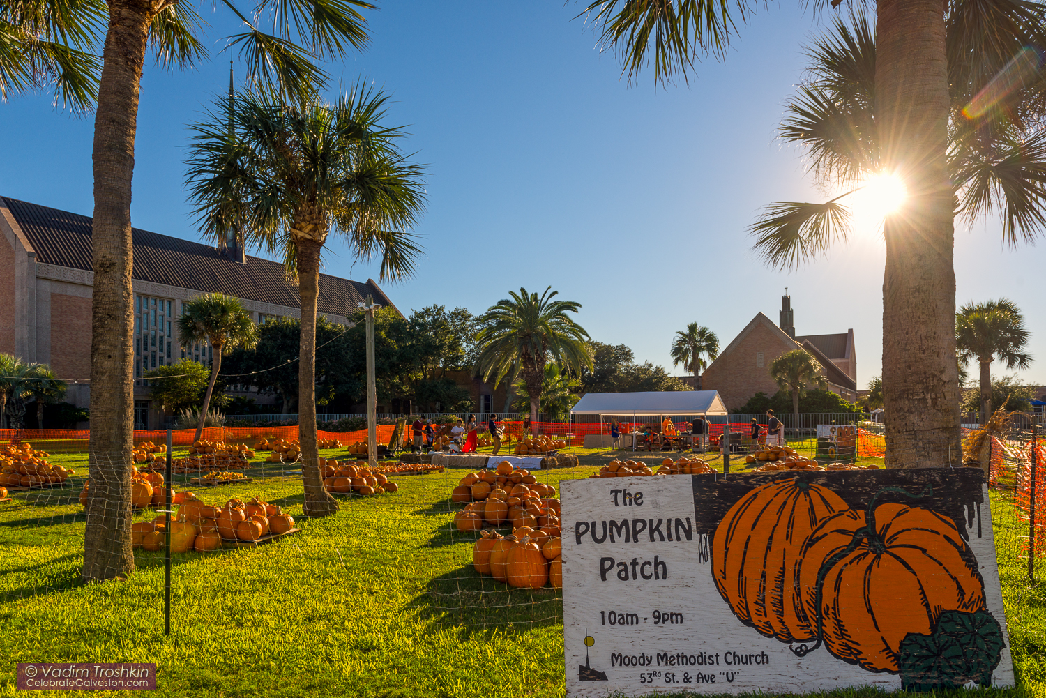 The Pumpkin Patch 