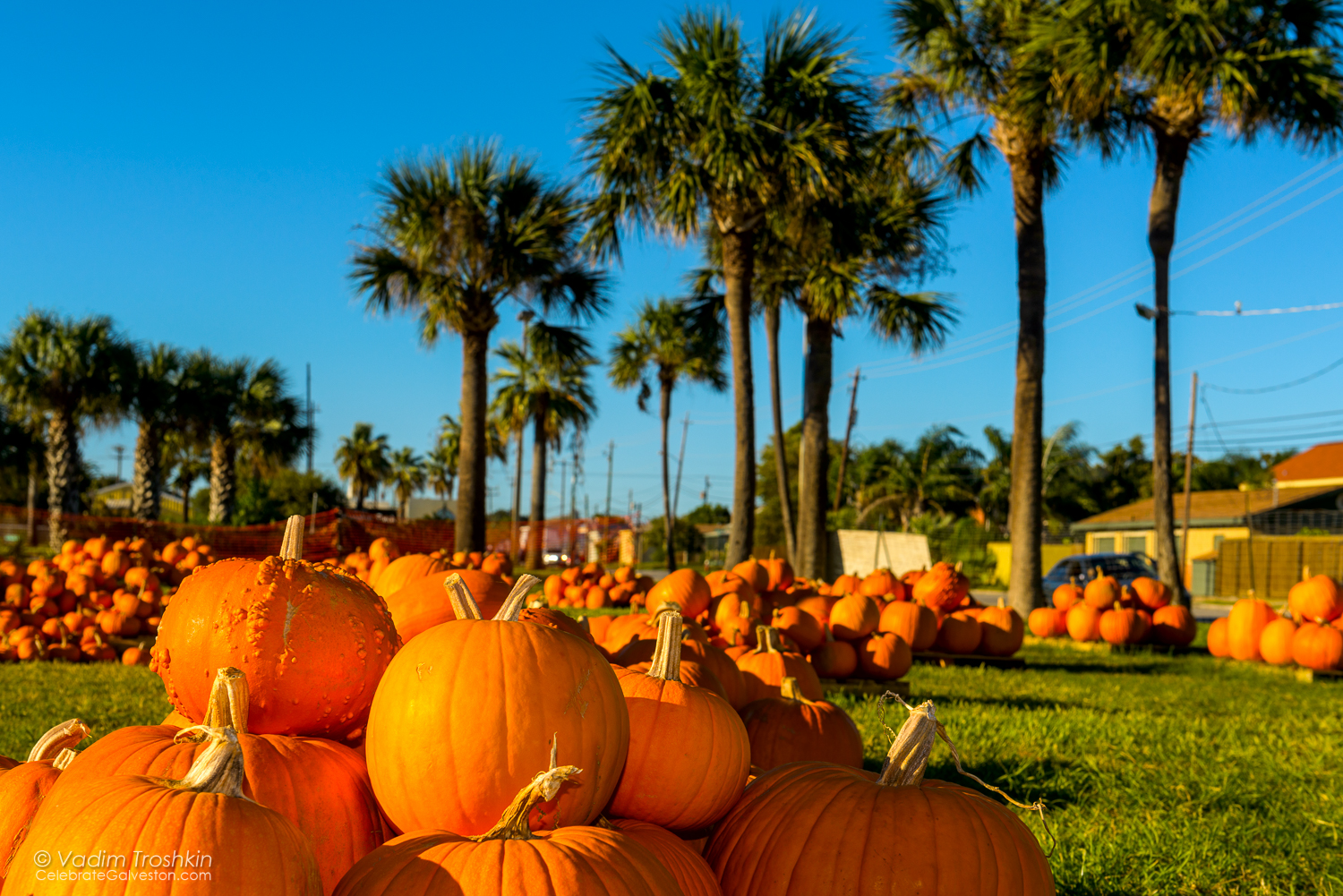 The Pumpkin Patch 