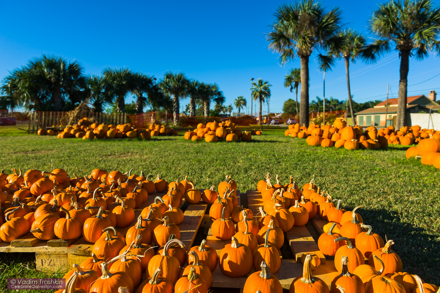 The Pumpkin Patch 