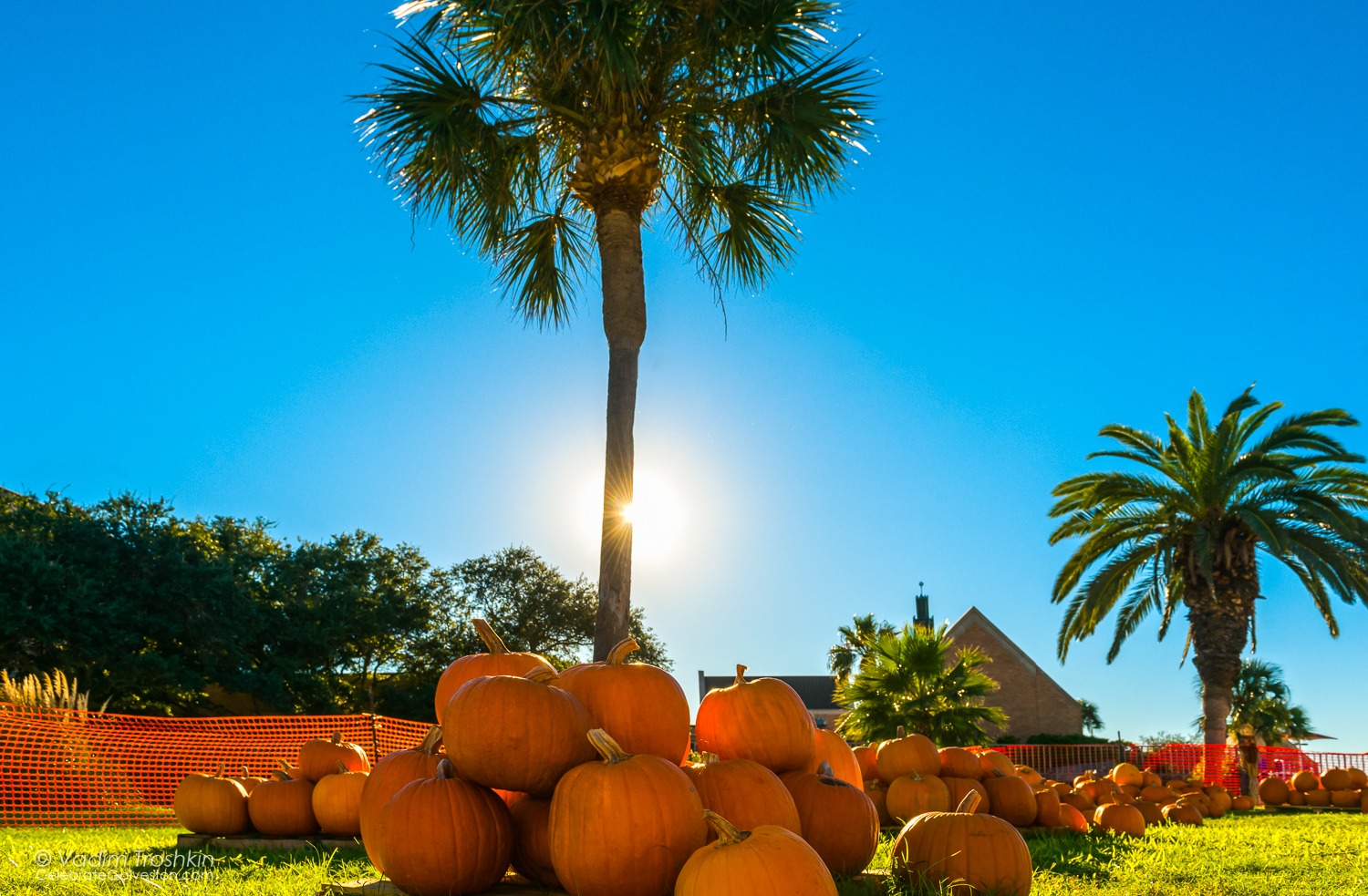The Pumpkin Patch 