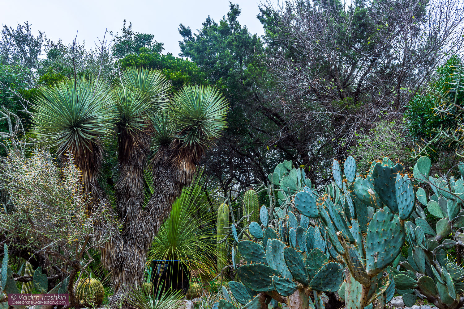 Zilker Botanical Garden 