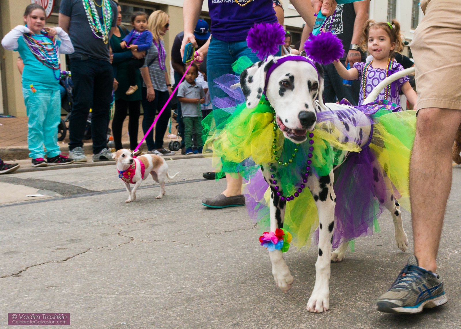 Krewe of Barkus & Meoux Parade 