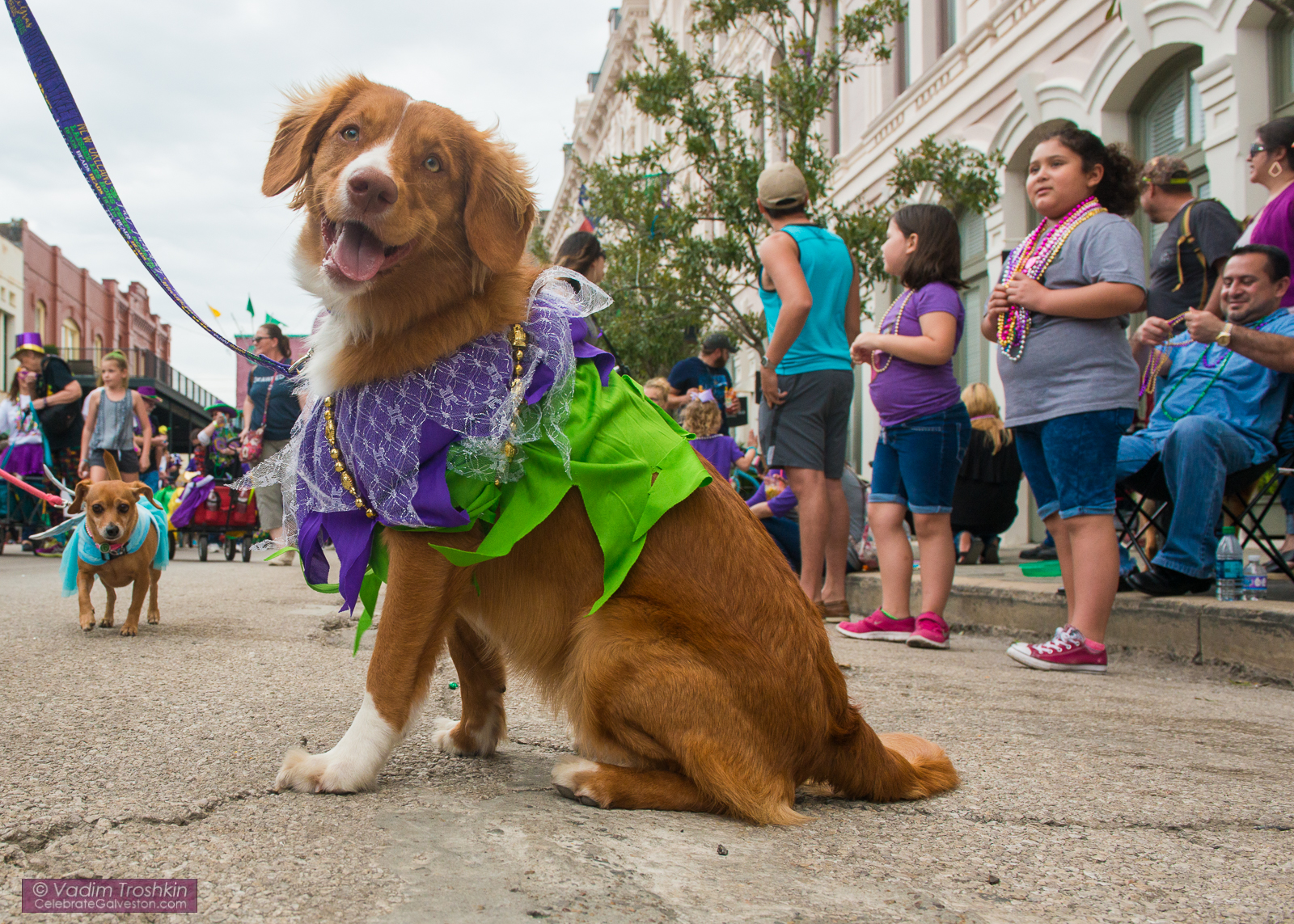 Krewe of Barkus & Meoux Parade 