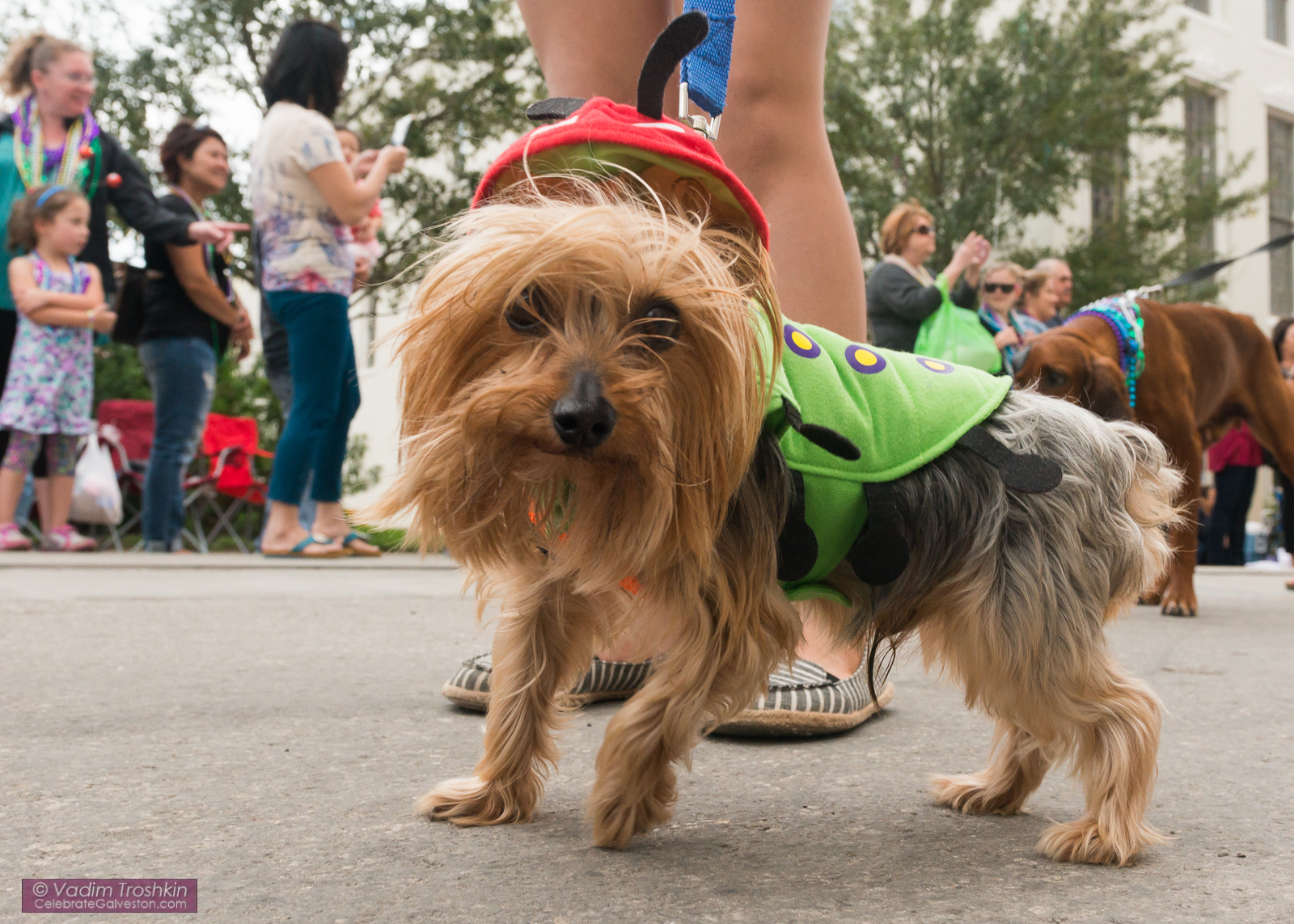 Krewe of Barkus & Meoux Parade 