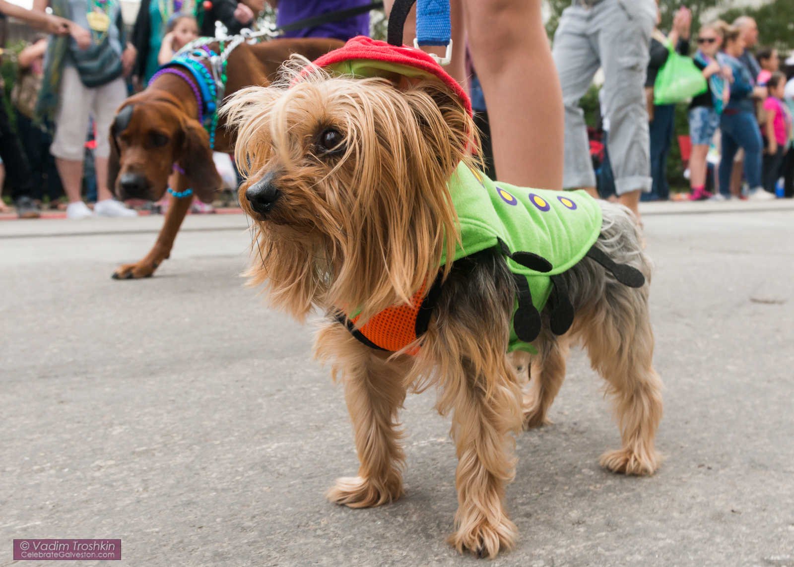 Krewe of Barkus & Meoux Parade 