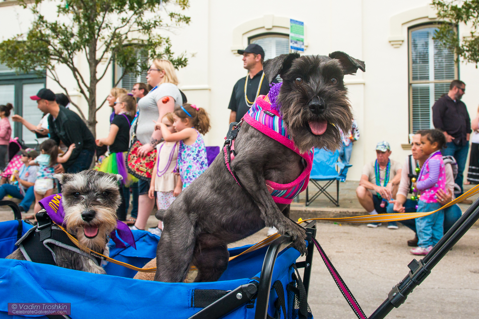 Krewe of Barkus & Meoux Parade 