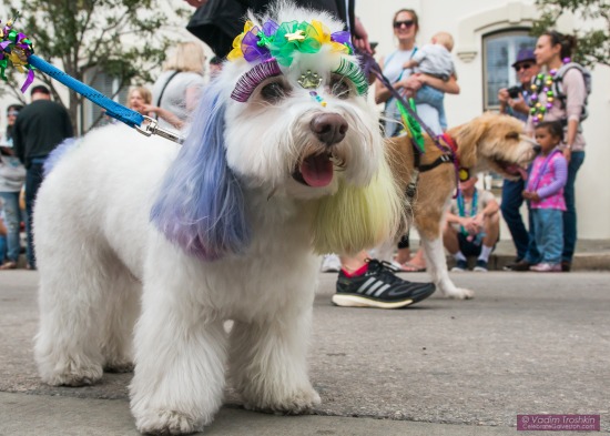 Krewe of Barkus & Meoux Parade