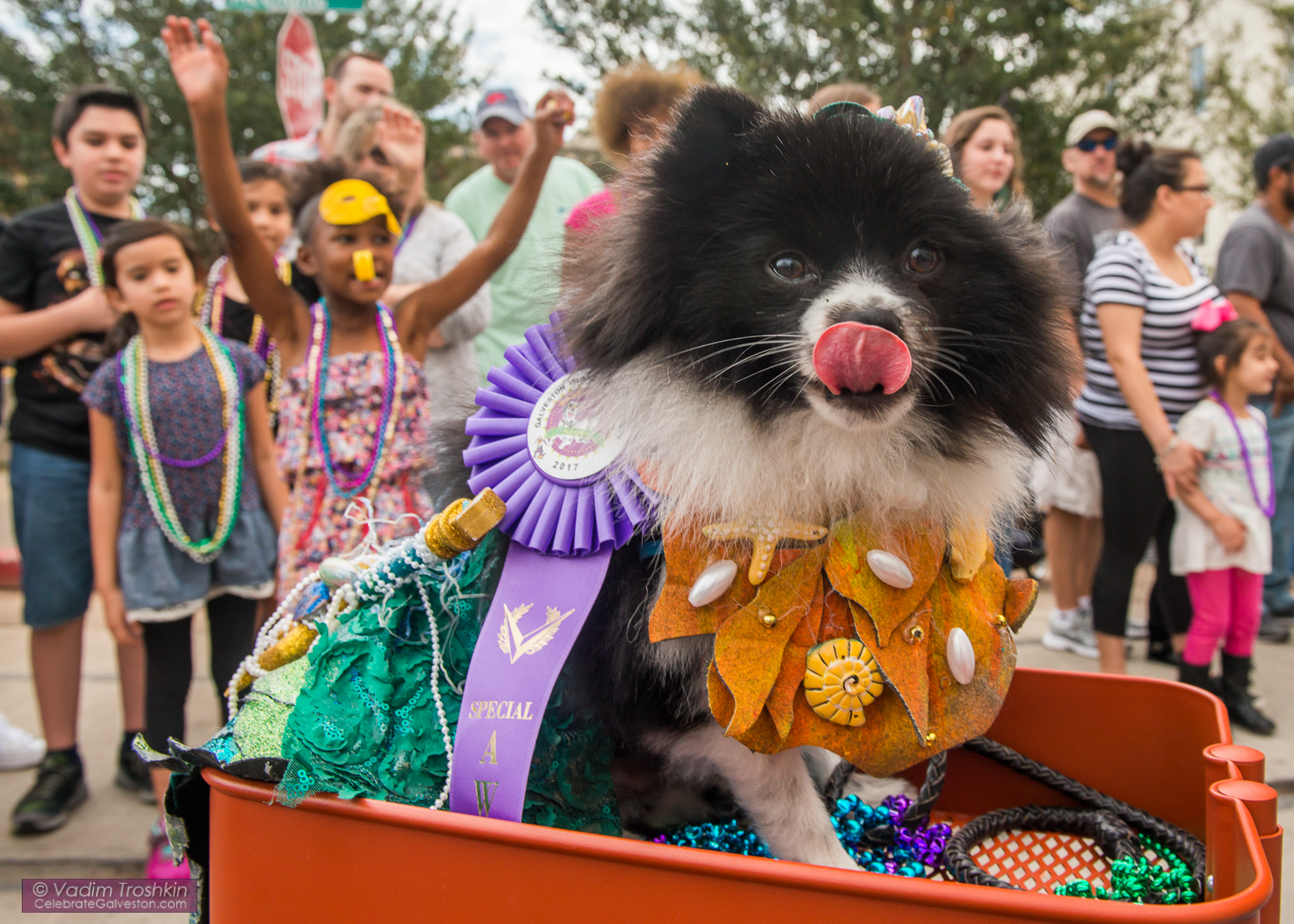 Krewe of Barkus & Meoux Parade 