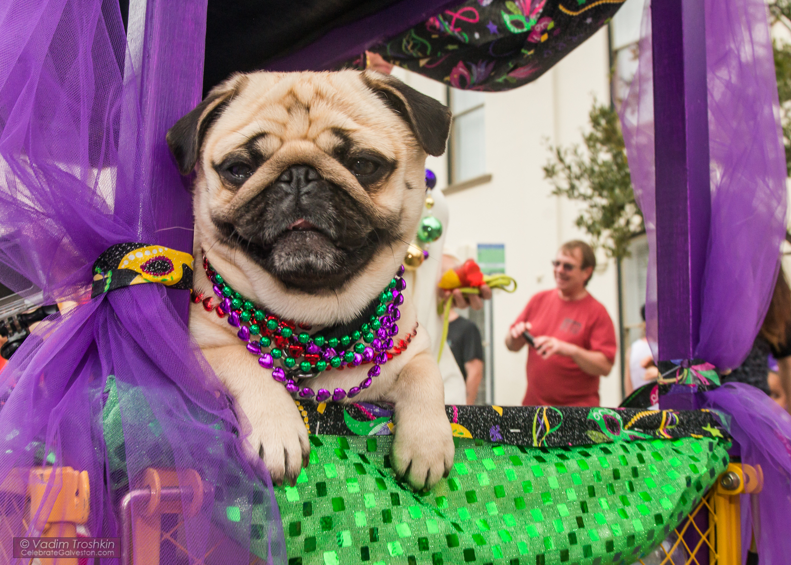 Krewe of Barkus & Meoux Parade 
