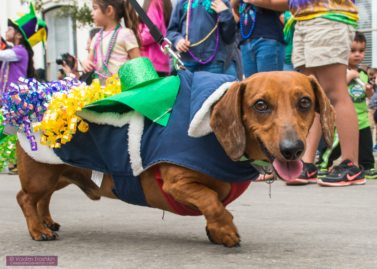 Krewe of Barkus & Meoux Parade 