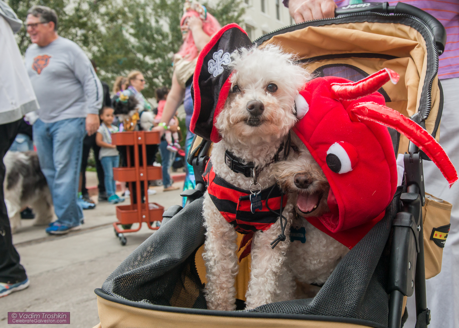 Krewe of Barkus & Meoux Parade 