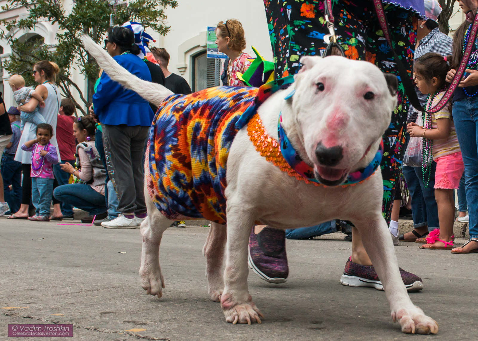 Krewe of Barkus & Meoux Parade 