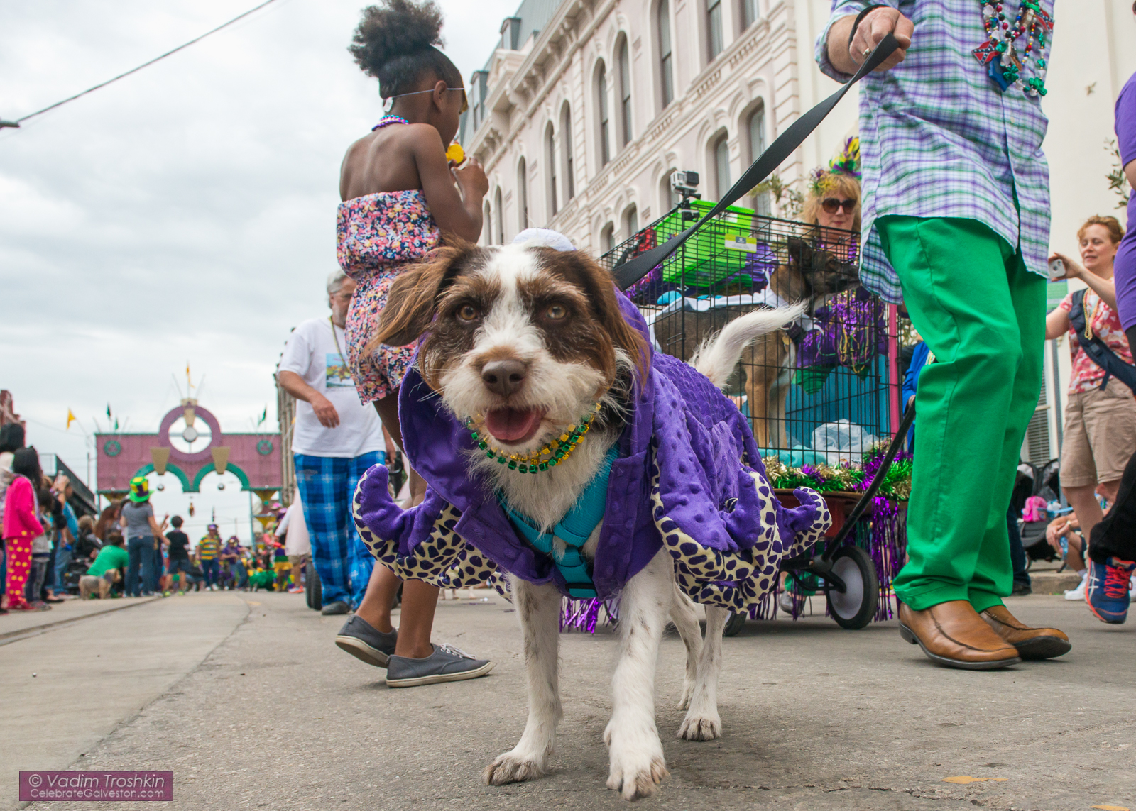 Krewe of Barkus & Meoux Parade 