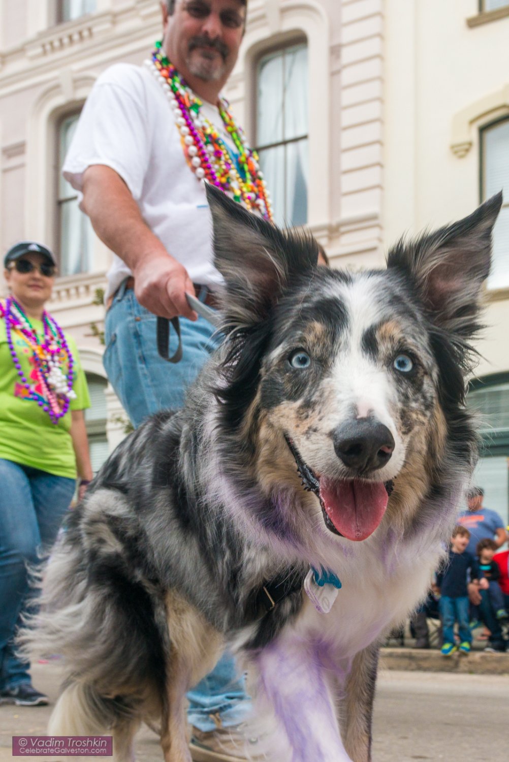 Krewe of Barkus & Meoux Parade 