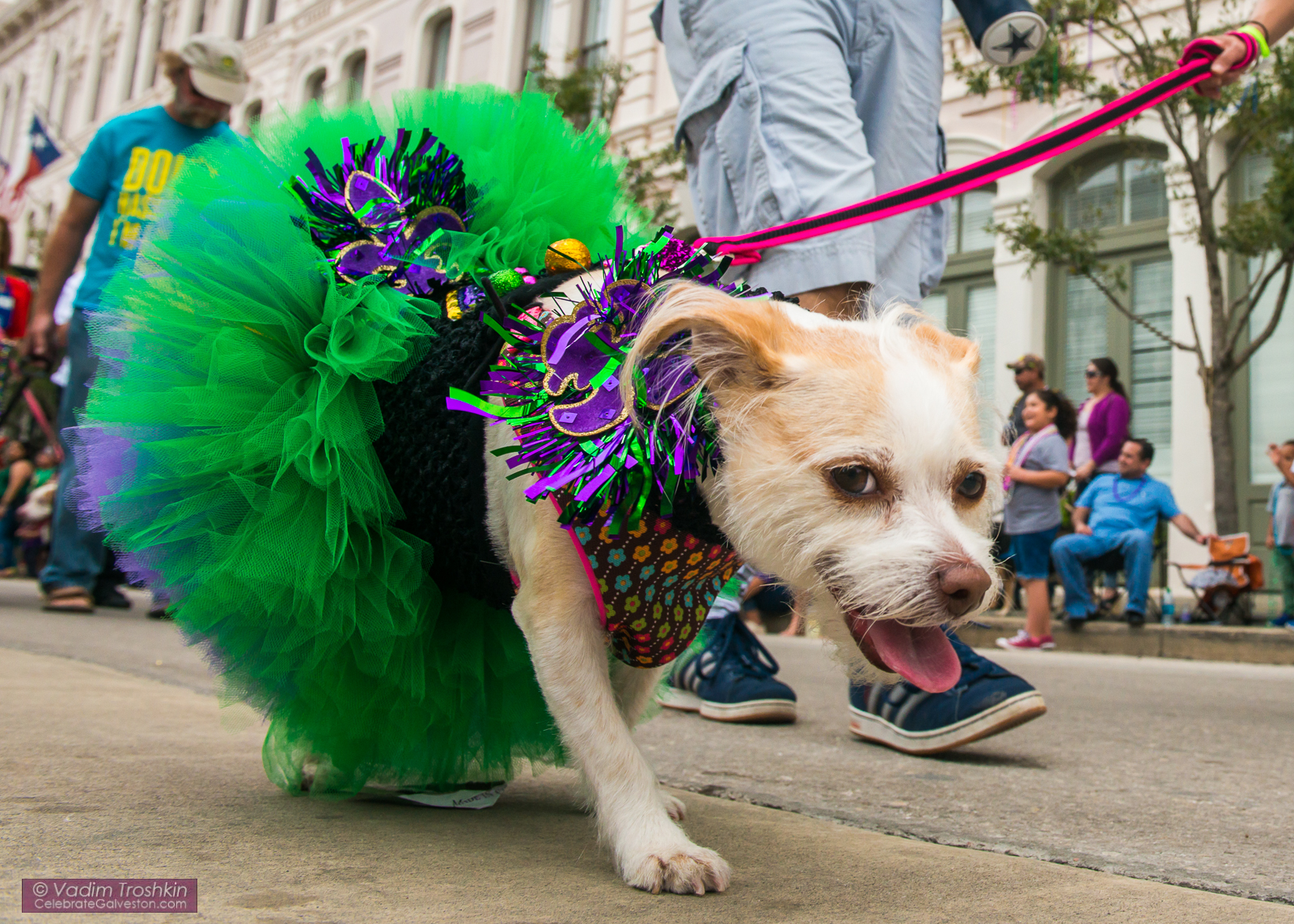 Krewe of Barkus & Meoux Parade 