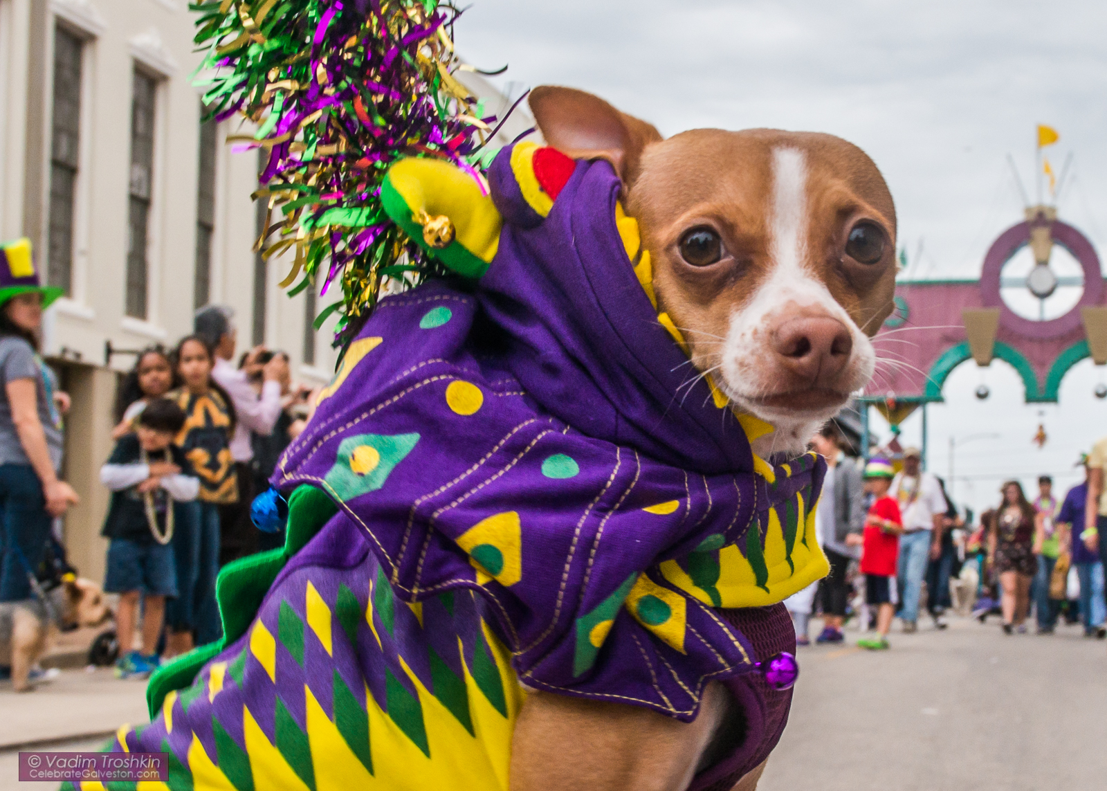 Krewe of Barkus & Meoux Parade 
