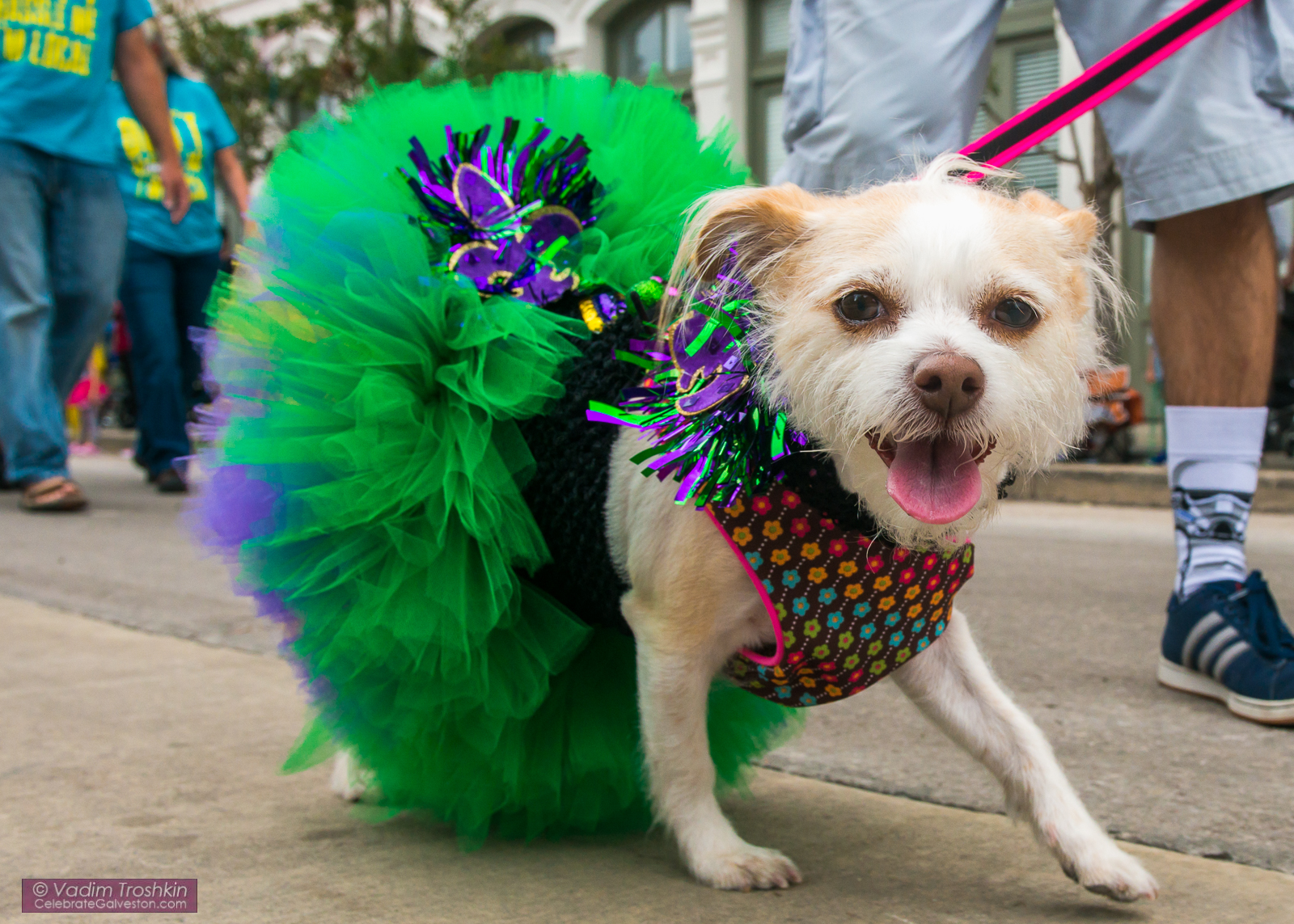 Krewe of Barkus & Meoux Parade 