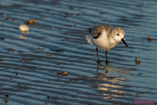 Western Sandpipers