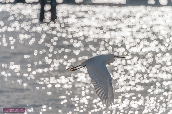 Snowy Egret
